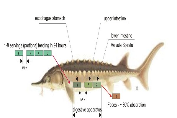 OLOOSON Adaptive Feeding System