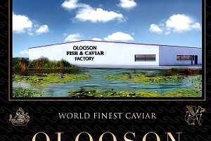 OLOOSON Business Plan Caviar Farm 15.000 kg year