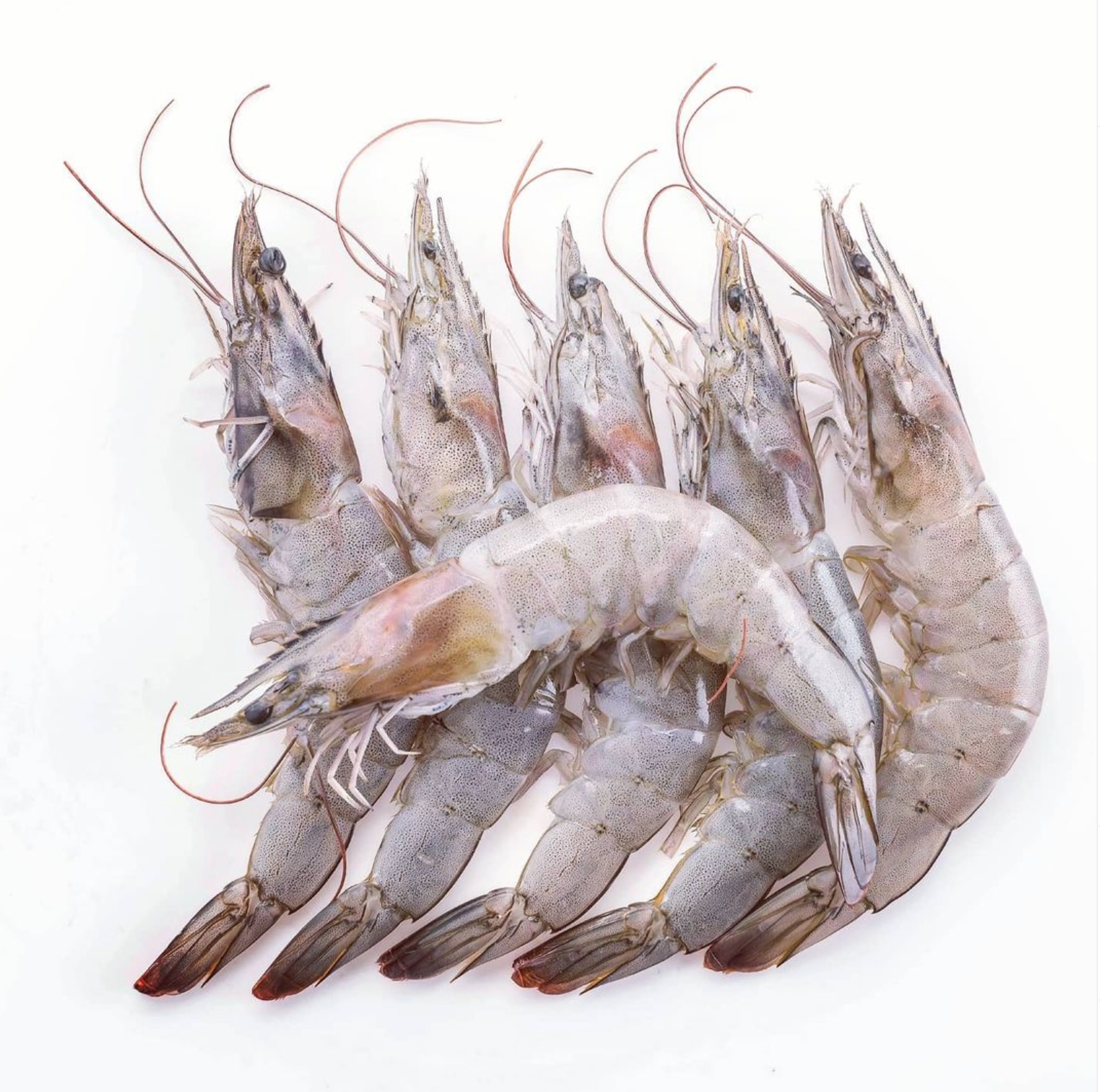 shrimp54