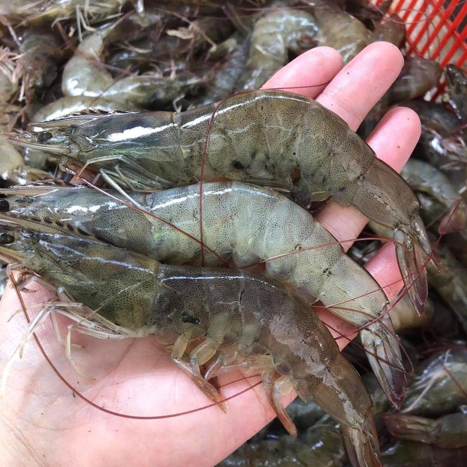 shrimp70