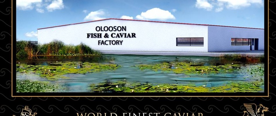 OLOOSON Investment Opportunity