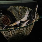 OLOOSON Sturgeons Market Sale