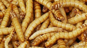 OLOOSON sistemul digestiv sturioni