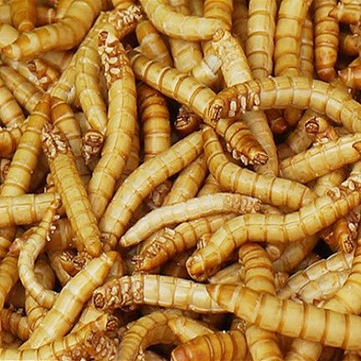 OLOOSON sistemul digestiv sturioni