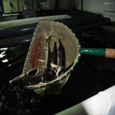 OLOOSON Acquisition Sturgeon Stocks