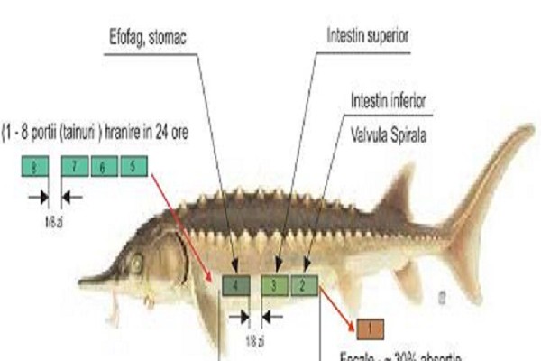 OLOOSON Sisteme Adaptive Hranire
