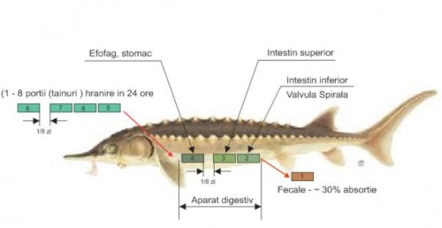 OLOOSON sistemul digestiv sturion