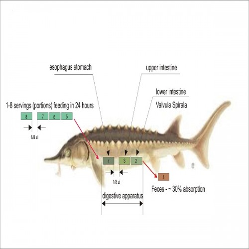 fish digestive en