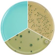 OLOOSON useful versus heterotrophic