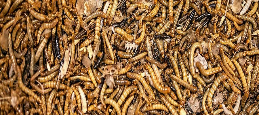 Acvacultură cu Resurse Naturale