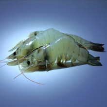FloGro_prawns_1200