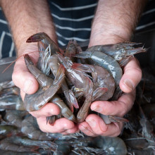 GBP_raw-prawns_1280