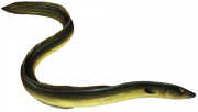 anghila