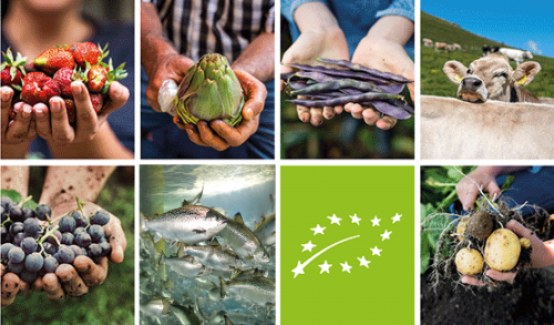 banner-organic-logo-10yrs_555x325px
