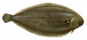 cambula