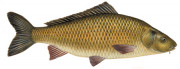carp
