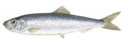 hering