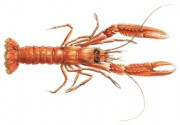 langustina