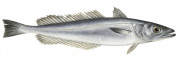 merluciu
