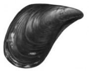 mussels