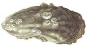 oyster