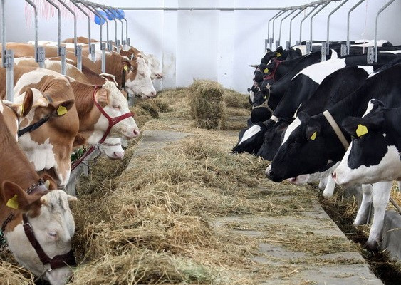 Investiții în Ferme Zootehnice PNDR 4.1