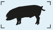 porc