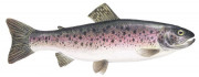 rainbow_trout