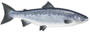 salmon