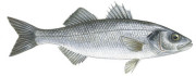 seabass
