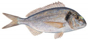 seabream
