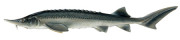 siberian_sturgeon