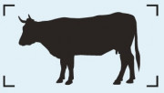 vaca