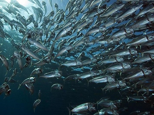 Home-page-fisheries-sector