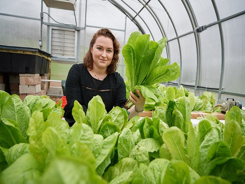 Kelly Pfeiffer ’18 (CLAS) examines aquaponic lettuce growning in a greenhouse at the Spring Valley Student Farm on April 27, 2018. (Peter Morenus/UConn Photo)